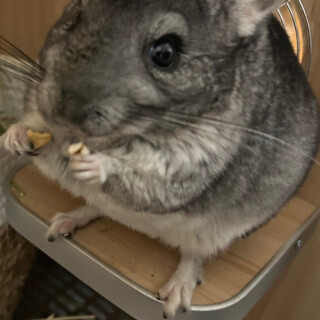 可愛いチンチラです