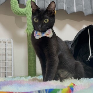 小柄で小顔の美人さん☆あんこちゃん