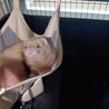 私の可愛ペレットを預かりします サムネイル3