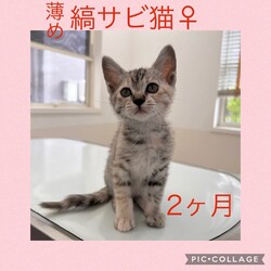 【猫の避妊と去勢の会】猫の譲渡会とパネル展、困りごと相談会 サムネイル2