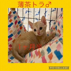 【猫の避妊と去勢の会】猫の譲渡会とパネル展、困りごと相談会 サムネイル3