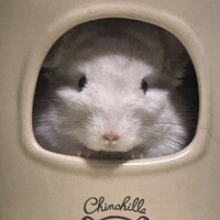 さくら