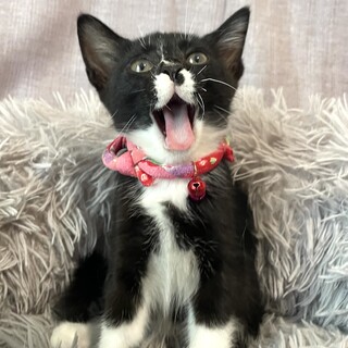 一度は山に捨てられた子猫　７/２１譲渡会参加予定