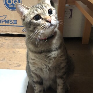 甘えん坊のふっかちゃん