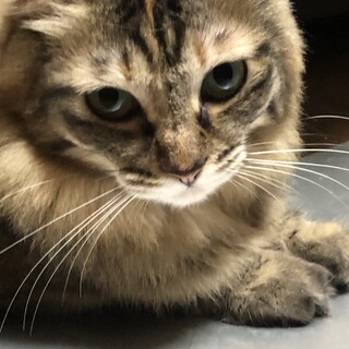 お利口さんで甘えん坊のふーこちゃん