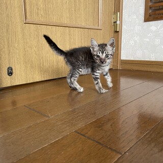 キジトラの子猫