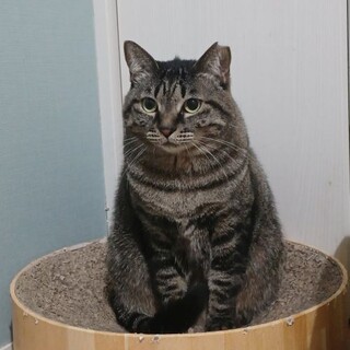 人とも猫とも、ちょっと距離を置きたいこ