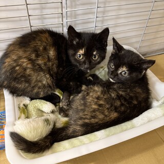 柄が左右対称の可愛い双子のサビちゃん