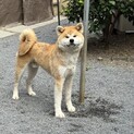 おとなしい10ヶ月の秋田犬(男の子)です。