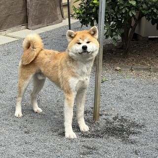 おとなしい10ヶ月の秋田犬(男の子)です。