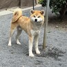 おとなしい10ヶ月の秋田犬(男の子)です。 サムネイル2