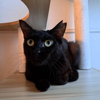 人なれOK.マスカット色の瞳の黒猫♀４歳