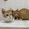 茶白・茶トラ子猫兄弟 サムネイル4