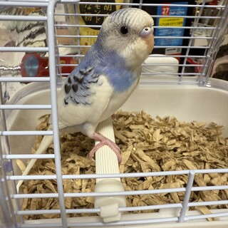 セキセイインコ（2025年４月生まれ）