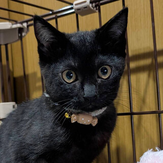 全身でスリスリ甘えん坊♥ひまわり