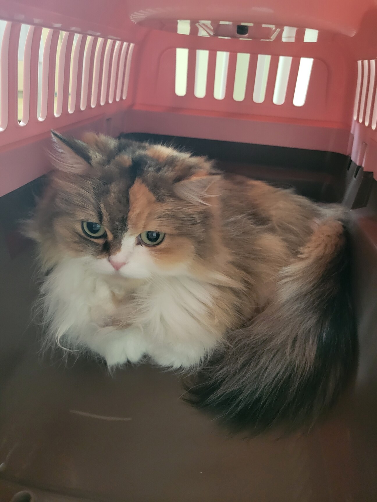 ミヌエット 3歳 メス 三毛猫」富山県 - 猫の里親募集(520126