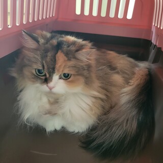 ミヌエット 3歳 メス 三毛猫