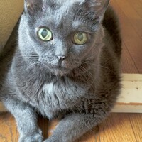 ロキシー