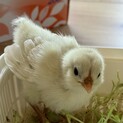 アローカナ雛　