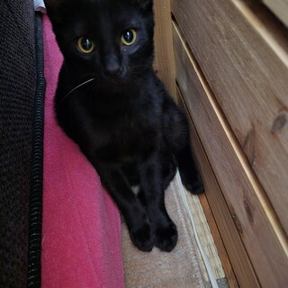 黒トラ　4ヶ月です