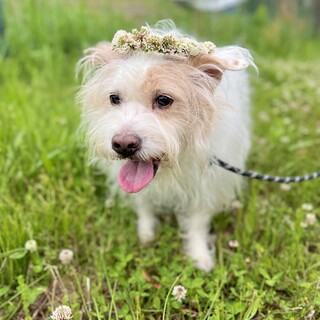 【ヤマト】テリア系ミックスの中型犬