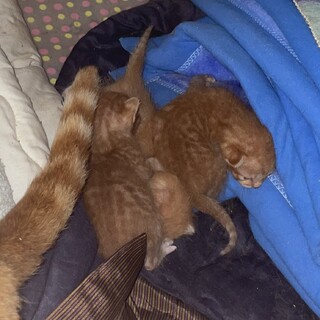 子猫とお母さん一緒に家族募集！