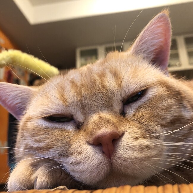 もっちゃんもずこのカバー写真