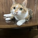 三毛猫女の子 4歳 避妊済み 埼玉県 やんちゃっ子