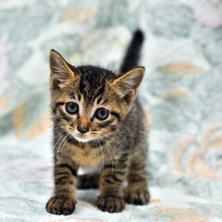 やさしくてがんばり屋のさきちゃん