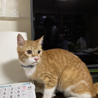 茶トラの雄猫（推定3歳）を保護しています