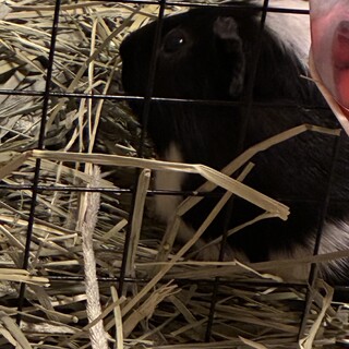 モルモット5歳男の子