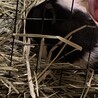 モルモット5歳男の子 サムネイル2