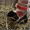 モルモット5歳男の子 サムネイル3