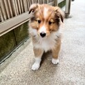シェルティ男の子　子犬里親募集