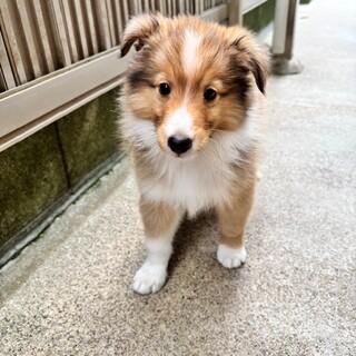 シェルティ男の子　子犬里親募集