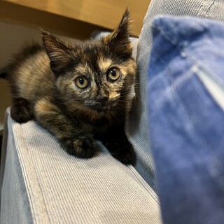 子猫約2ヶ月メス猫ちゃん