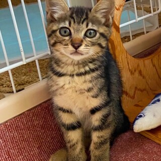 キジトラ姉妹・メメちゃん