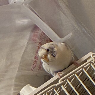 大きな声の甘えん坊