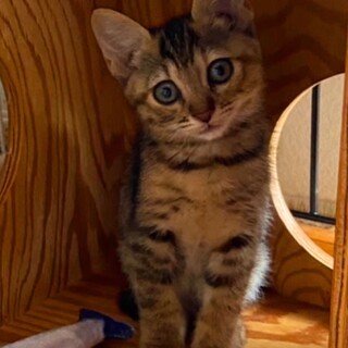 キジトラ姉妹・モモちゃん