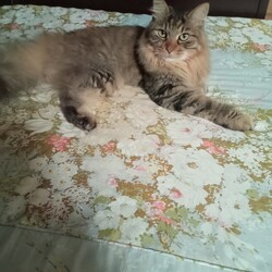 猫侍！