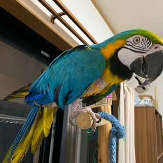 ルリコンゴウインコ