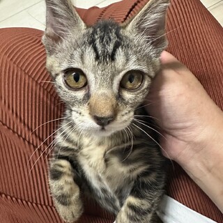 こう「見つめる先に…トイプードル」「こちらを向いて…白キジ猫」 sddefault.jpg