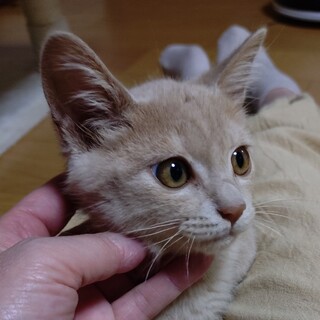 一旦募集停止します