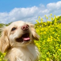 こはる