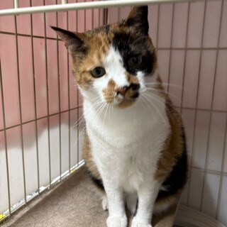 60才以上の方応募OK！控えめ甘えん坊のミケです