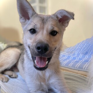 人は大好きだけど臆病なところもある男の子しゅんた君