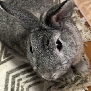 可愛いです。飼育セット運んで頂ければ譲ります。