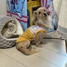 ティノ