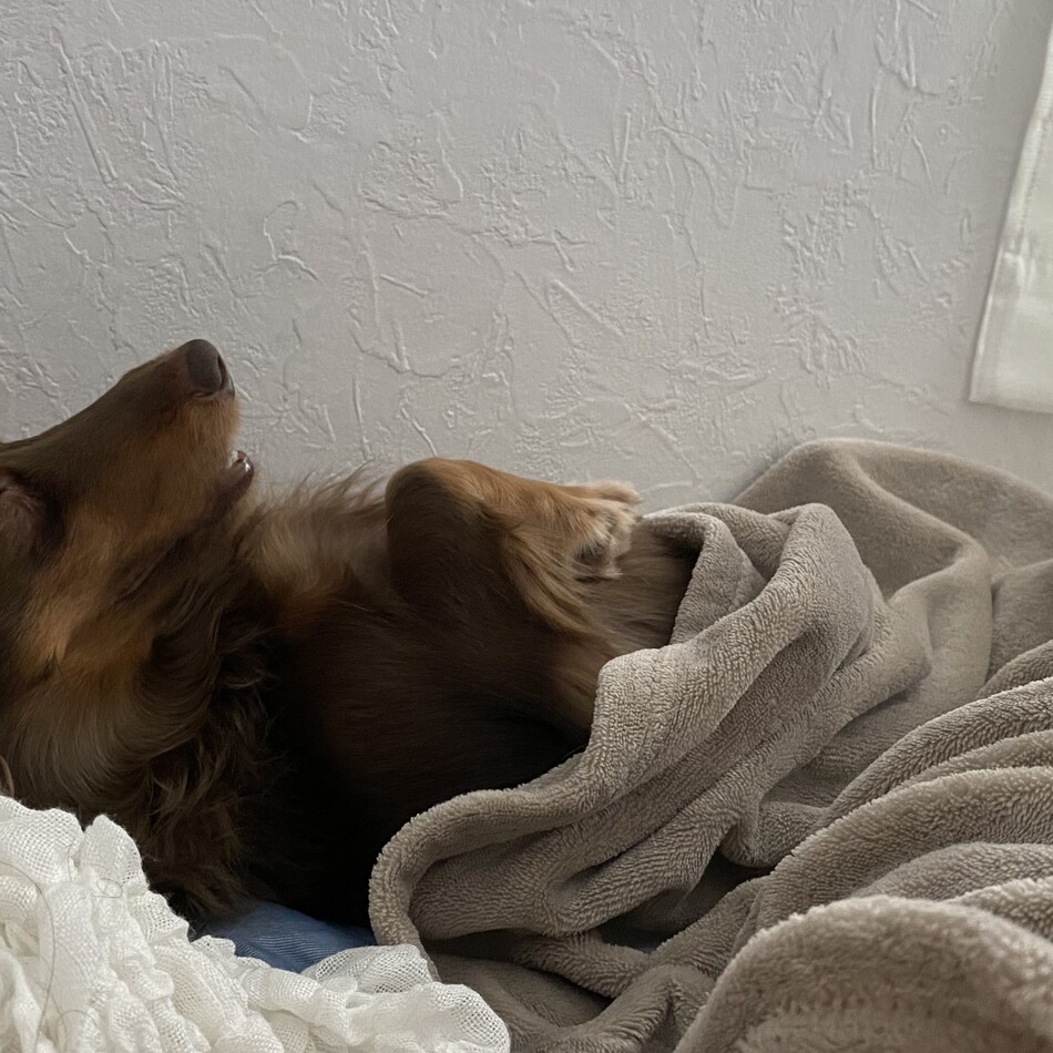 しょこらのカバー写真