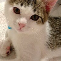 ごまちゃん